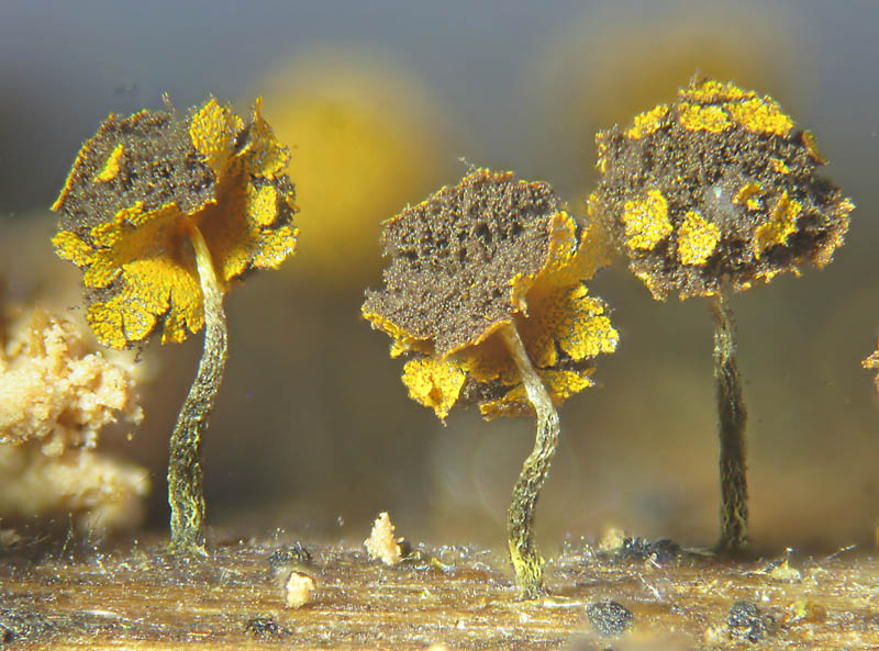 Physarum (viride)